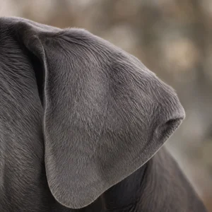 Mastiff — ears