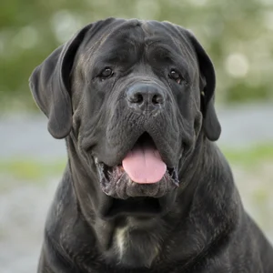 Mastiff — happy