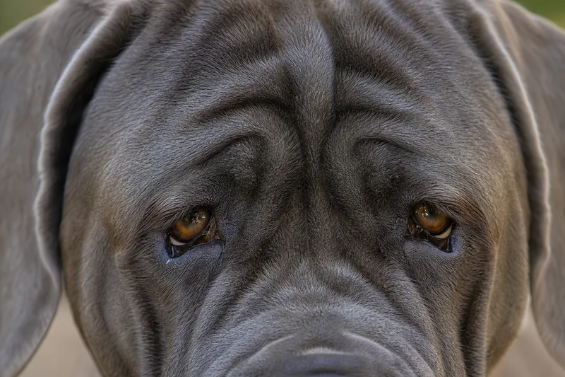 Mastiff — eyes
