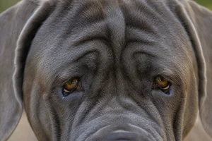 Mastiff — eyes