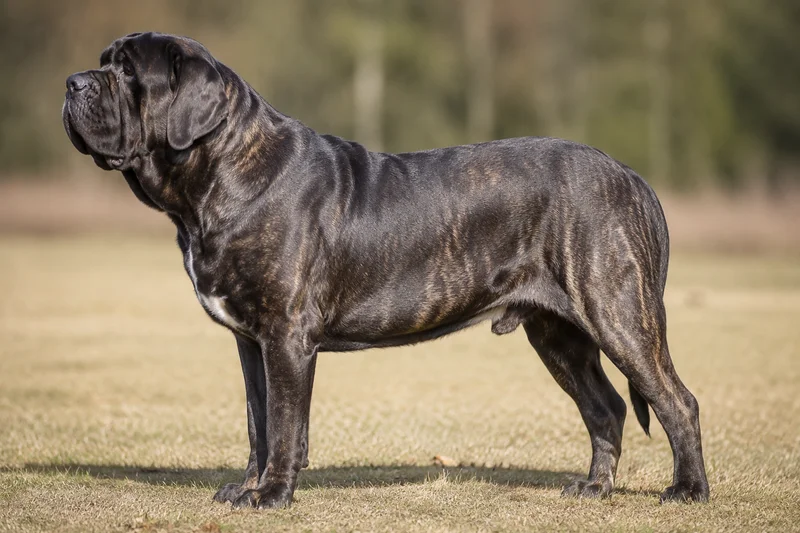 Mastiff — side