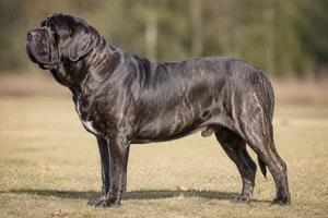 Mastiff dog