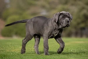 Mastiff — puppy (~4 mo)