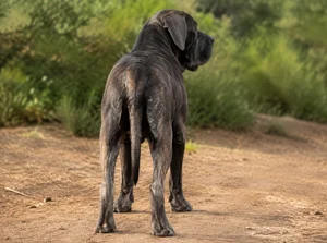 Mastiff — rear
