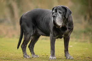 Mastiff — senior
