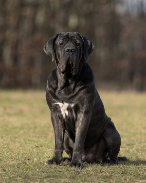 Mastiff — sitting