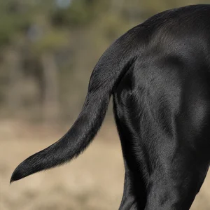 Mastiff — tail