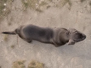 Mastiff — top