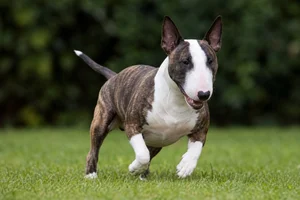 Miniature Bull Terrier — running