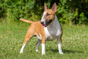 Miniature Bull Terrier — adult