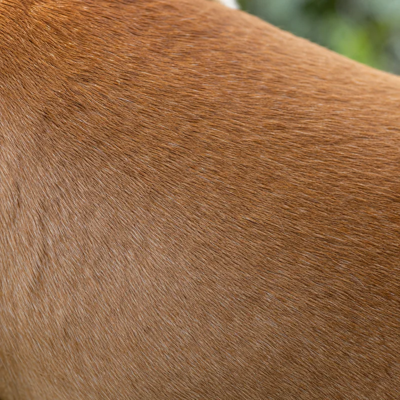 Miniature Bull Terrier — coat texture