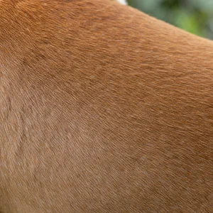 Miniature Bull Terrier — coat texture