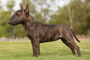 Miniature Bull Terrier — Brindle coat