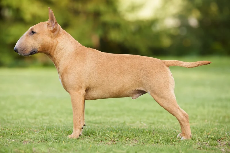 Miniature Bull Terrier — Fawn coat