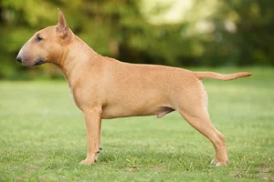 Miniature Bull Terrier — Fawn coat