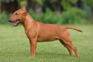 Miniature Bull Terrier — Red coat