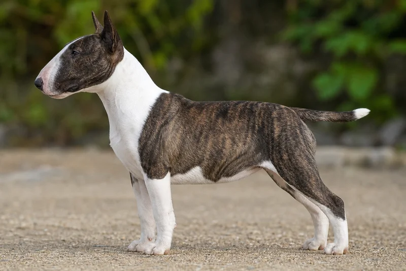 Miniature Bull Terrier — White & Brindle coat