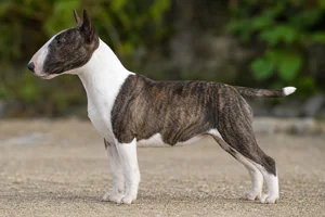 Miniature Bull Terrier — White & Brindle coat