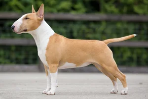 Miniature Bull Terrier — White & Fawn coat