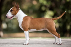 Miniature Bull Terrier — White & Red coat