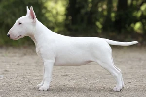 Miniature Bull Terrier — White coat
