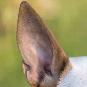 Miniature Bull Terrier — ears