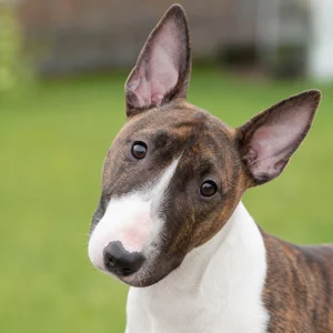 Miniature Bull Terrier — alert