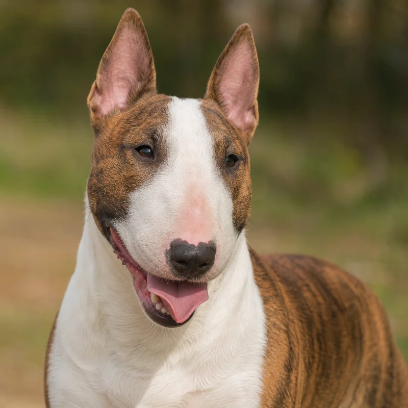 Miniature Bull Terrier — happy