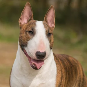 Miniature Bull Terrier — happy