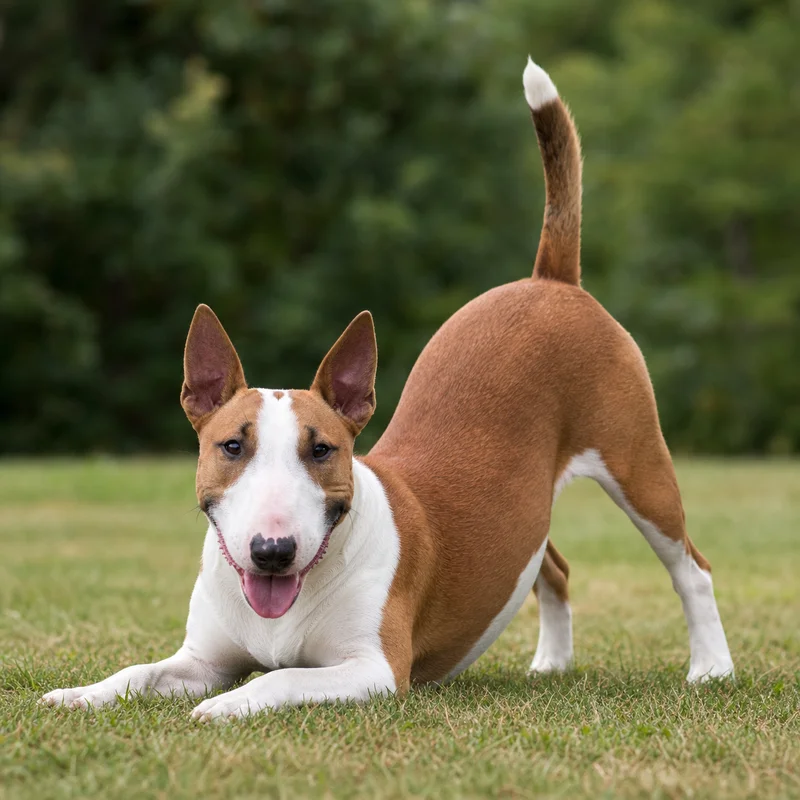 Miniature Bull Terrier — playful