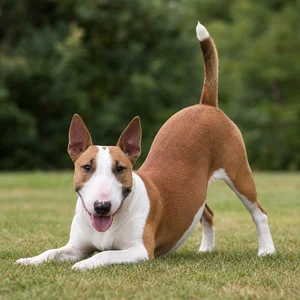 Miniature Bull Terrier — playful