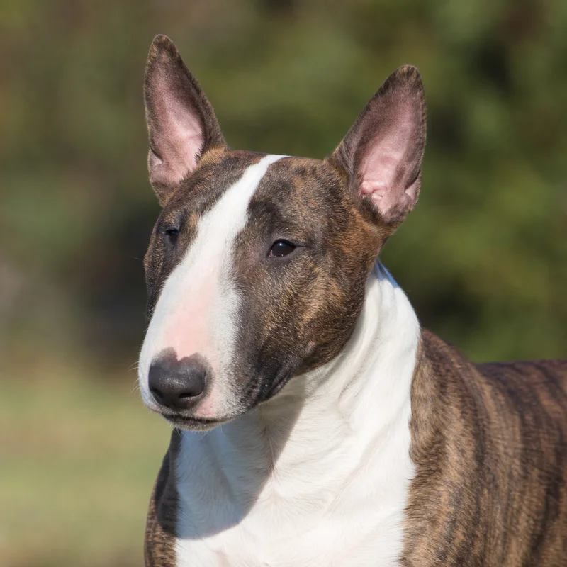 Miniature Bull Terrier — relaxed