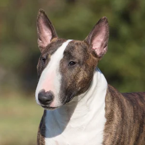 Miniature Bull Terrier — relaxed