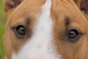 Miniature Bull Terrier — eyes