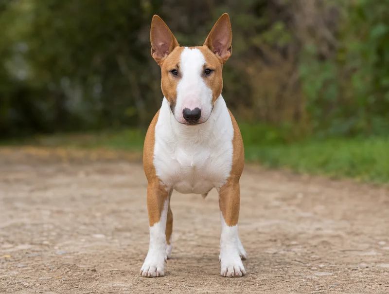 Miniature Bull Terrier — front