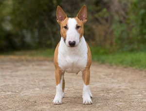 Miniature Bull Terrier — front