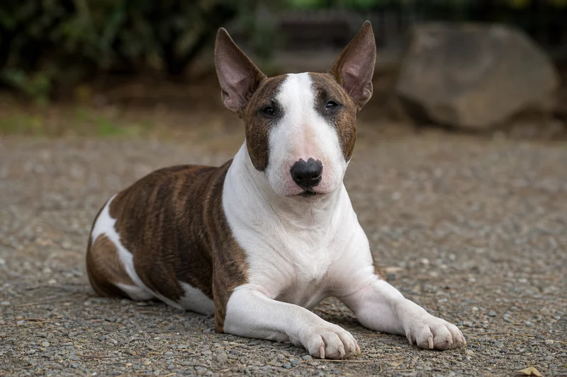 Miniature Bull Terrier — lying down