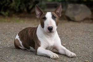 Miniature Bull Terrier — lying down