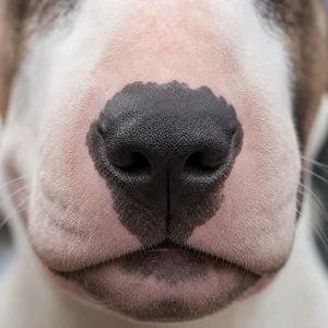 Miniature Bull Terrier — nose