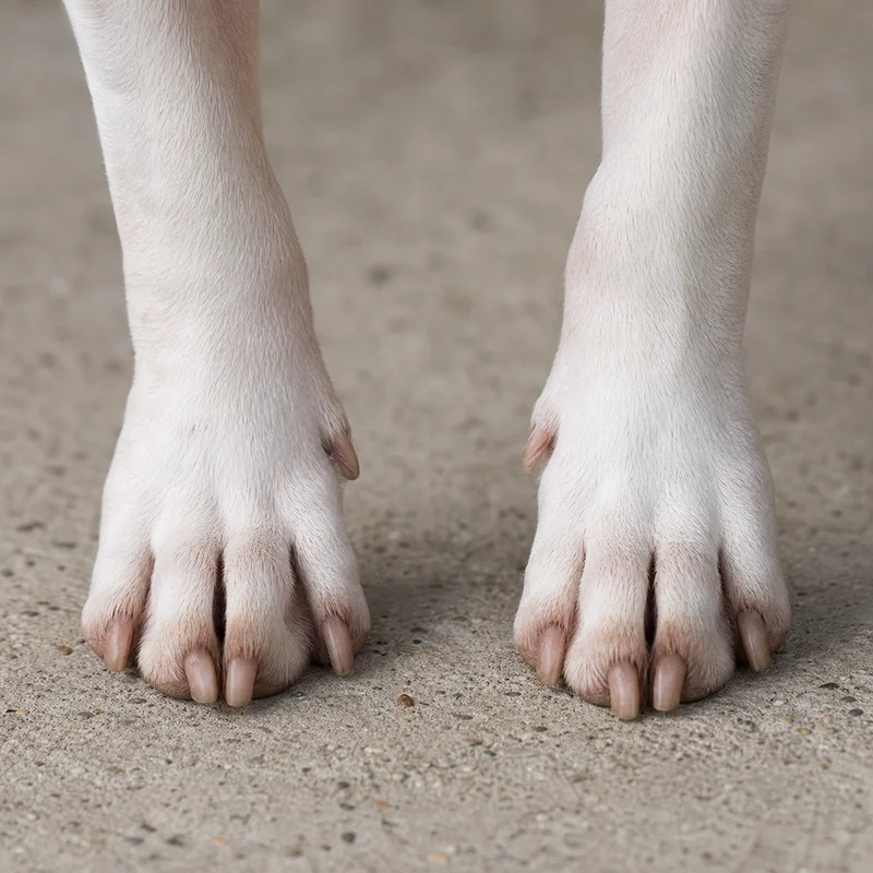 Miniature Bull Terrier — paws