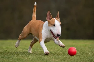 Miniature Bull Terrier — playing