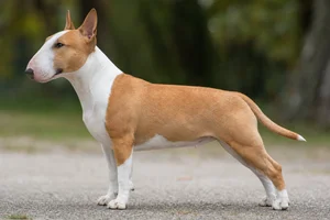 Miniature Bull Terrier dog