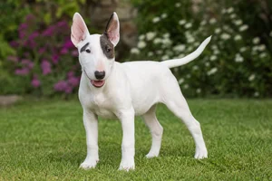 Miniature Bull Terrier — puppy (~4 mo)
