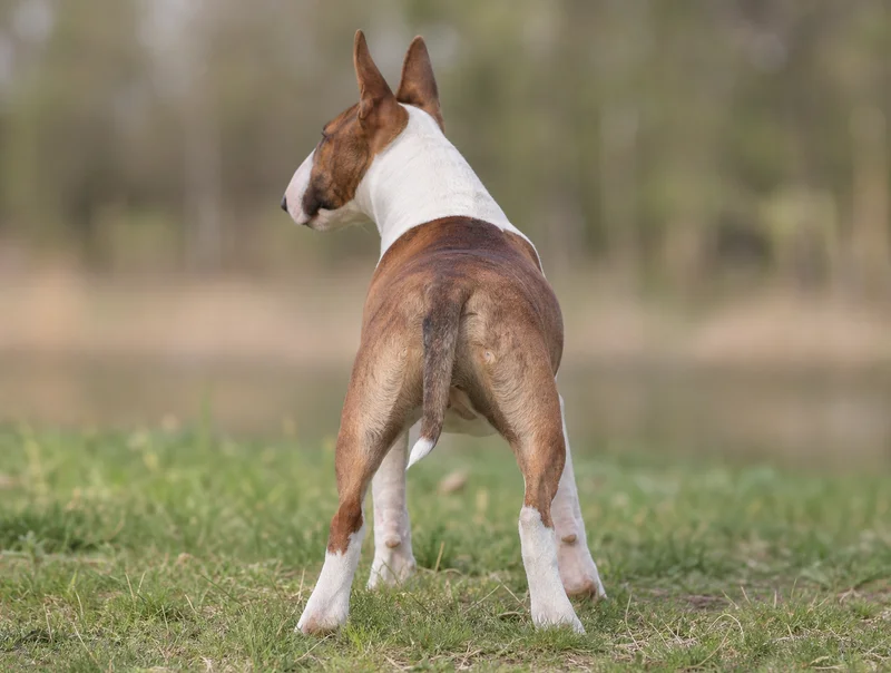Miniature Bull Terrier — rear