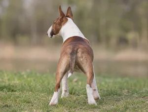 Miniature Bull Terrier — rear