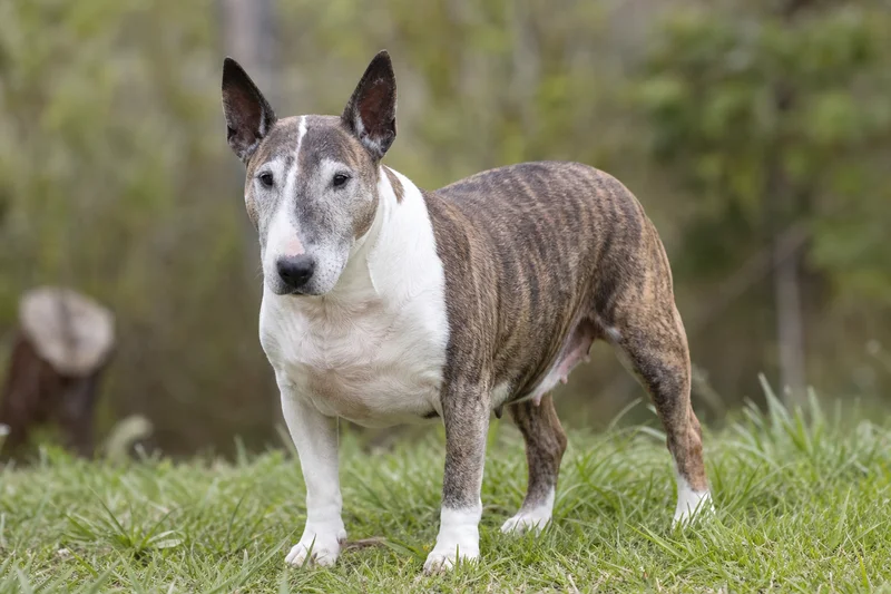 Miniature Bull Terrier — senior