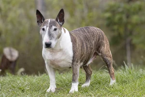 Miniature Bull Terrier — senior