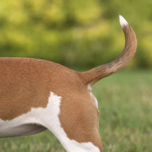 Miniature Bull Terrier — tail