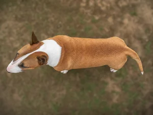 Miniature Bull Terrier — top