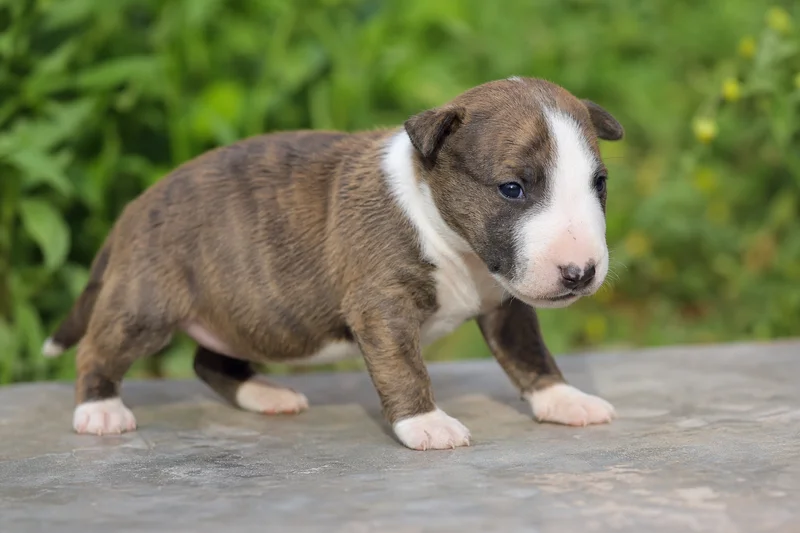 Miniature Bull Terrier — young puppy (~1 mo)